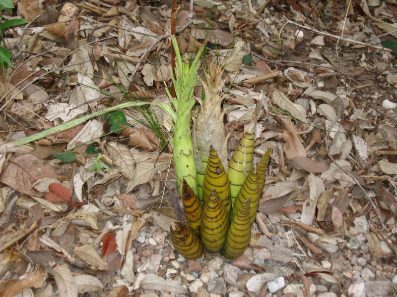 2008-01-09 Chapada (82) Interesting plant